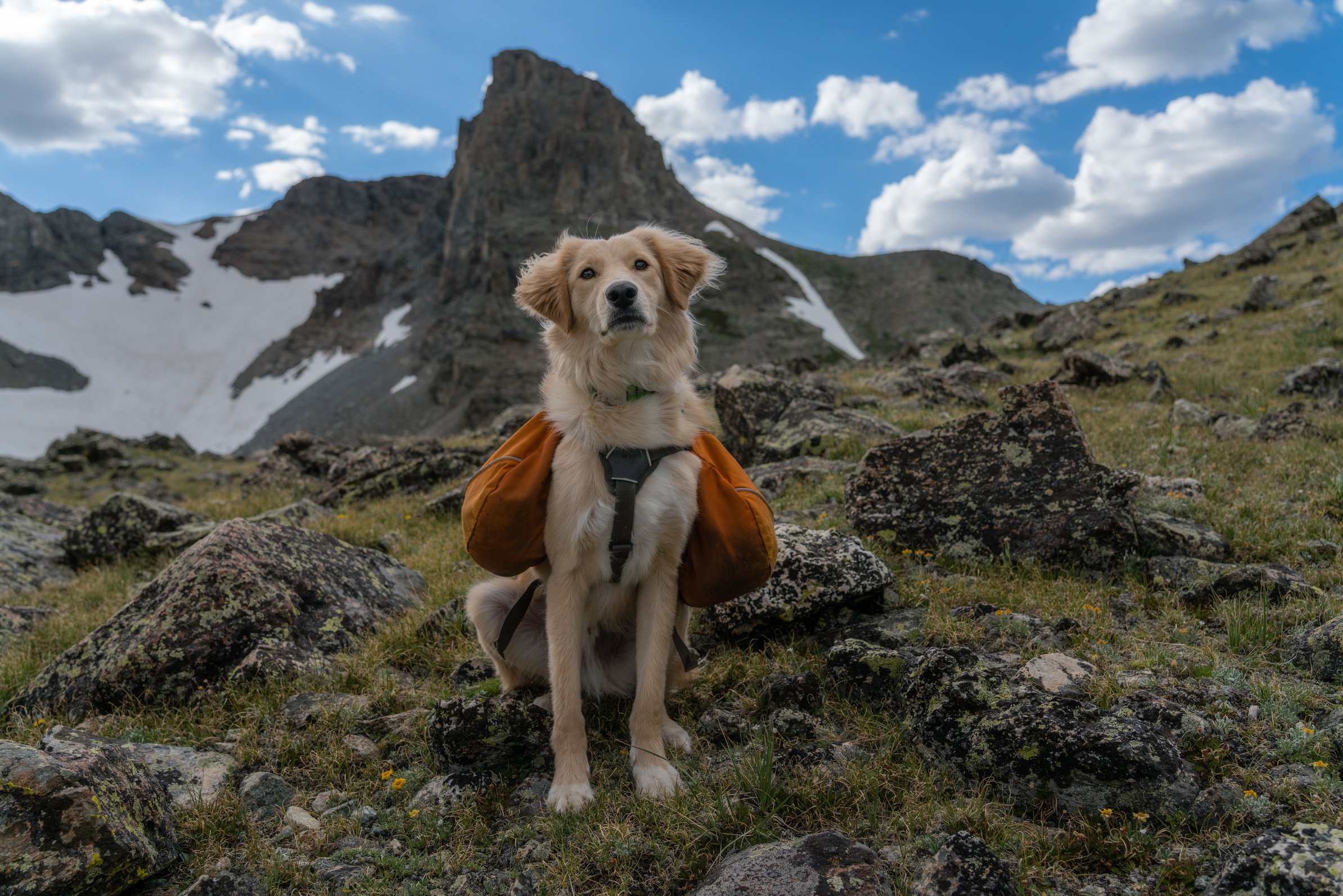 Backpacking Dog in Colorado Mountains